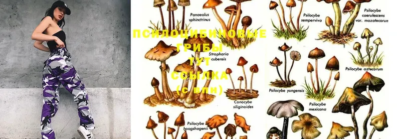 Галлюциногенные грибы Magic Shrooms  купить закладку  Гатчина 